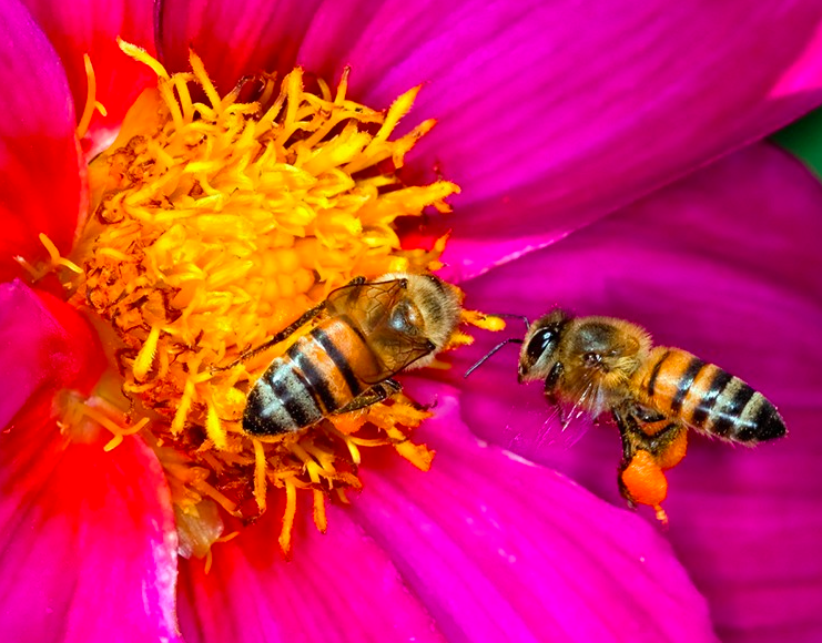 Bees Land On Endangered Species List For FIRST Time:  Here’s How To Help Them Survive